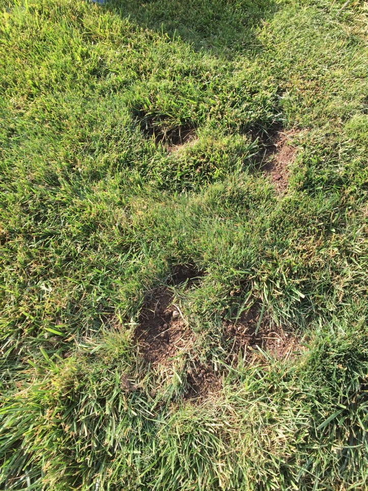 Lawn Rodent Damage