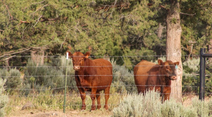 Brown Angus on the Farm